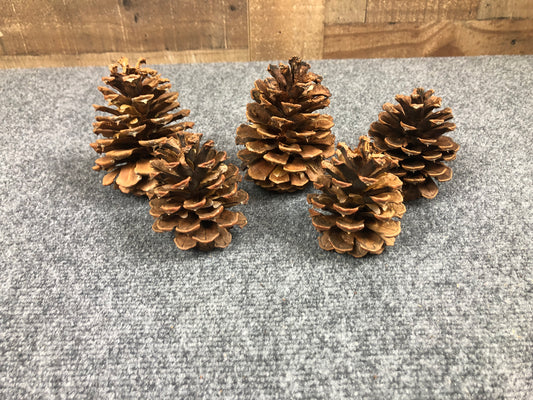 4015  Ponderosa Pinecones - 5 Pack Grab Bag